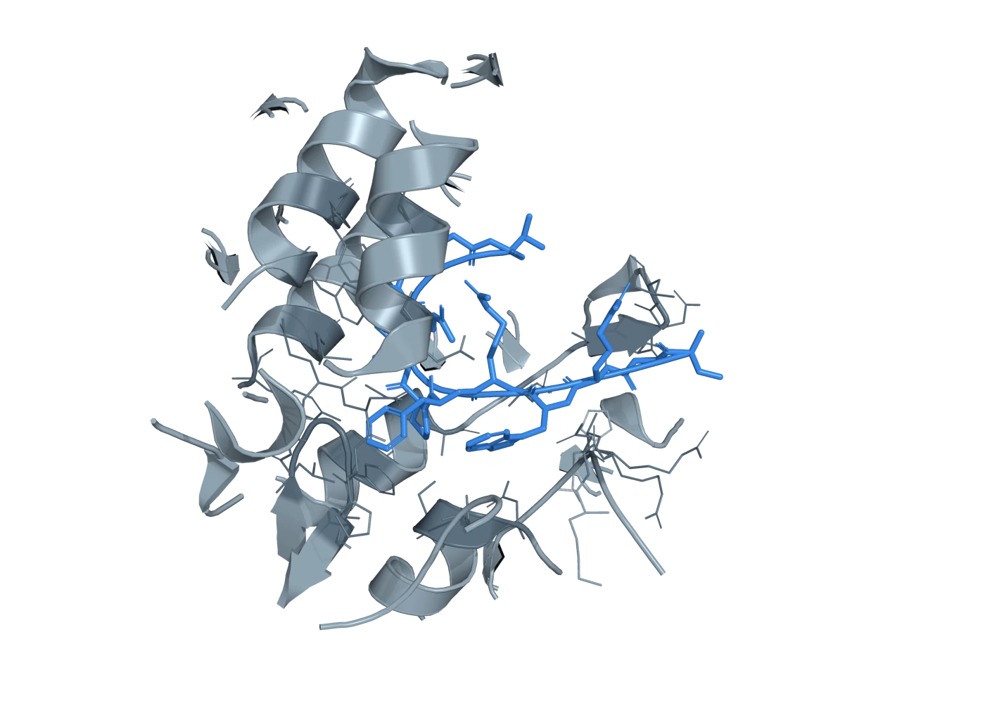 Menin binding pocket in grey with the twelve-residue KMT2A MBM1 peptide in blue threaded through it